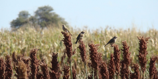 pajaros-en-campo